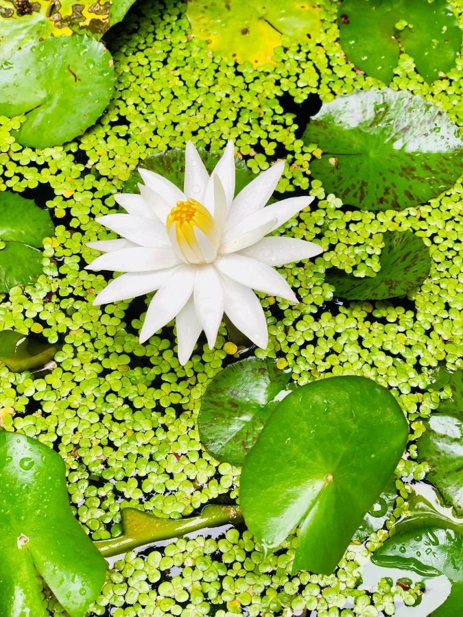 Pearl House Resort Anuradhapura Eksteriør billede